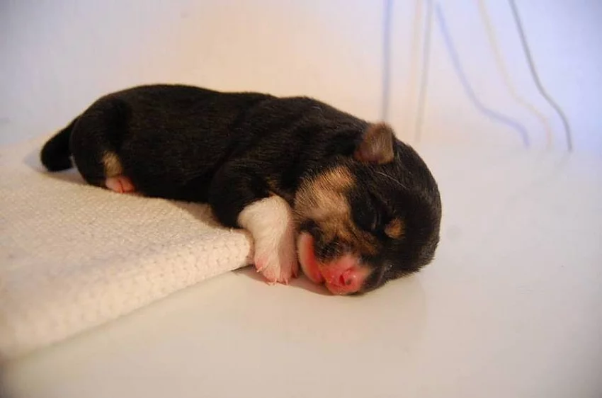 Welsh Corgi Pembroke - trikolorní fenečka