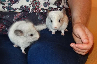 Prodám mláďata činčily jihoamerické -  white silver
