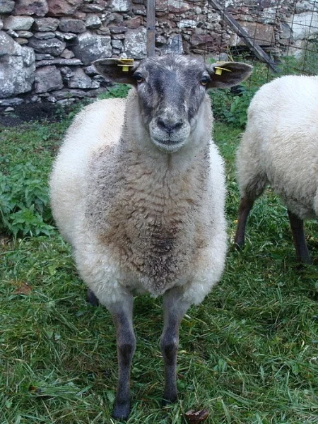 Prodám 1,5 letou ovečku na chov