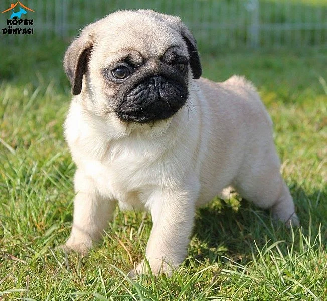 Krásná mops štěňata s pp