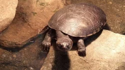 TEREKA africká + TEREKA hnědá