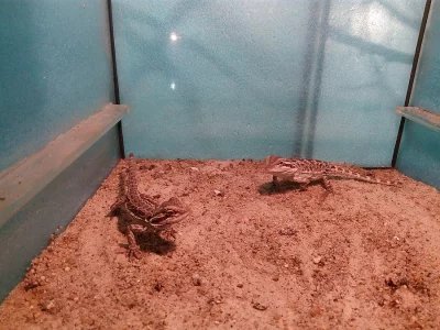 Agama voustatá (Pogona vitticep)
