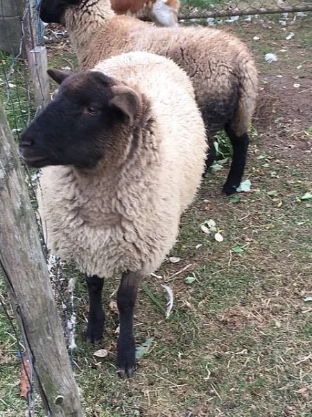 Prodám ovečku na chov