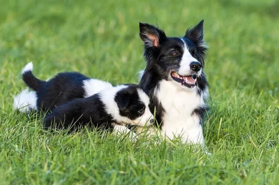 Štěně border kolie