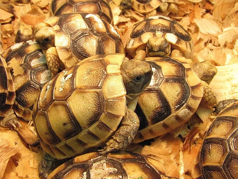 Suchozemská želva - super dárek nejen pro děti