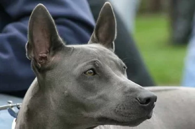 Thajský ridgeback modrý
