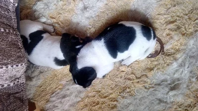 Prodám 2 psi Jack Russel teriera, 7 týdnů