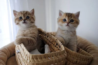 Scottish Fold Koťata