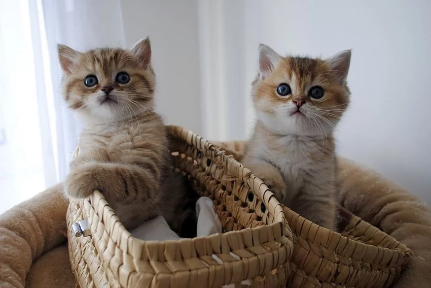 Scottish Fold Koťata