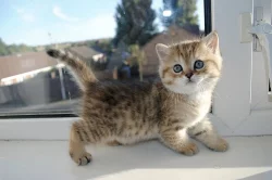 Scottish Fold Koťata