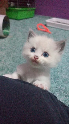 Zadáme čistokrevné kocourky Ragdoll, narozené 31. 8. 2016