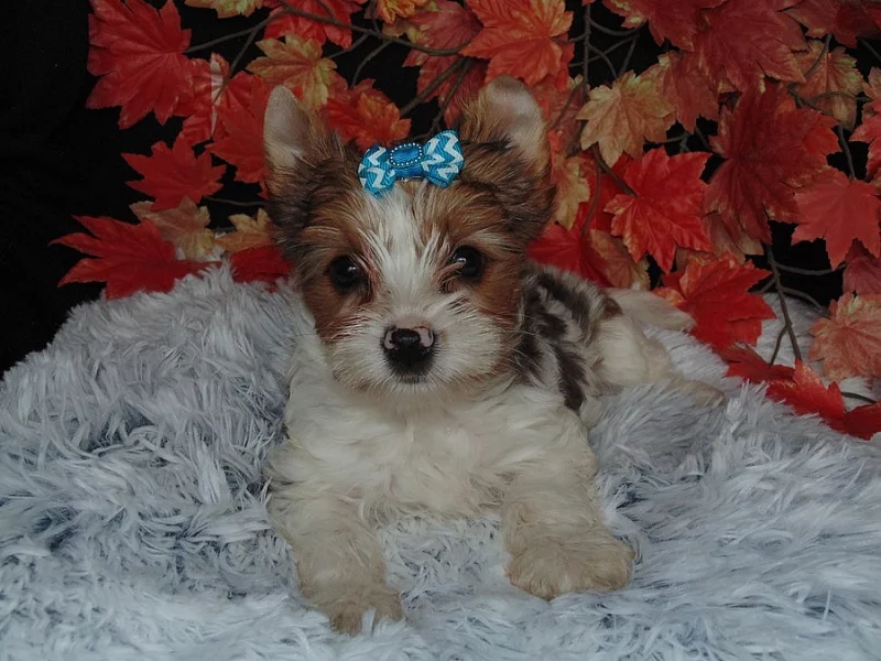 Biewer yorkshire terrier