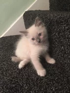 Ragdoll koťátko s PP