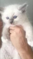 Ragdoll koťátko s PP