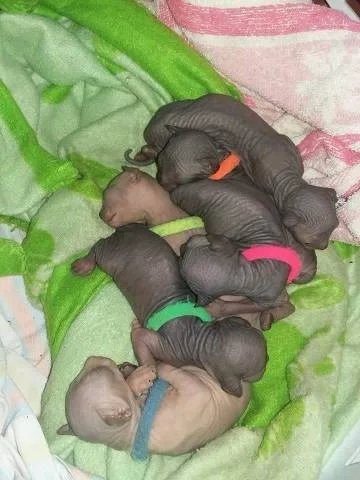 Kanadský Sphynx