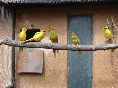 Kakariki