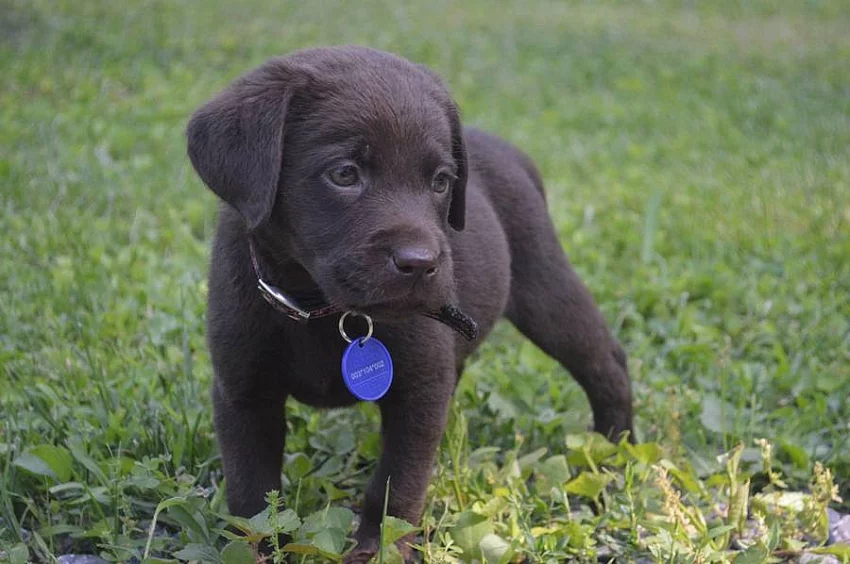 Labradorský retriever sPP
