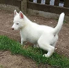 Šteniatka sibírsky Husky / Hasky