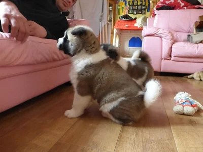 Štěňata Akita Inu