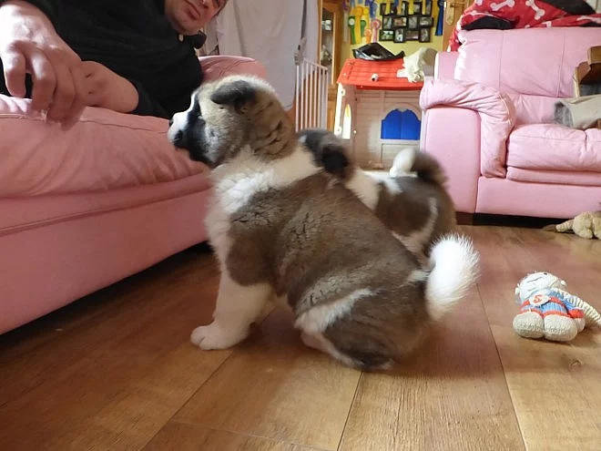 Štěňata Akita Inu
