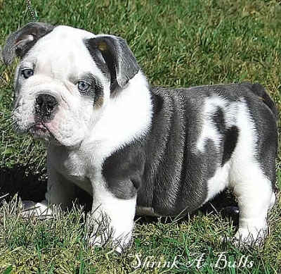 Anglický buldok / English bulldog s PP