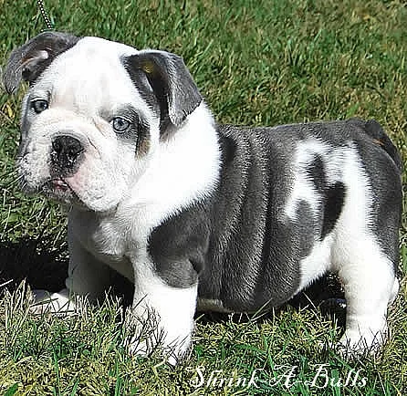 Anglický buldok / English bulldog s PP