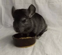 Mláďata činčil - violet, mozaik, standard