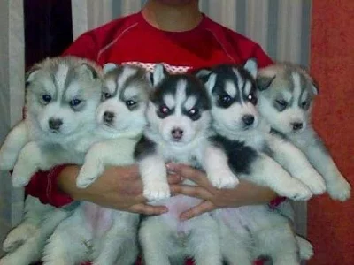 Čistokrevná sibiřský husky štěňata