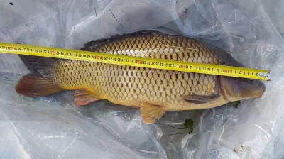 Kapr 4-6 kg