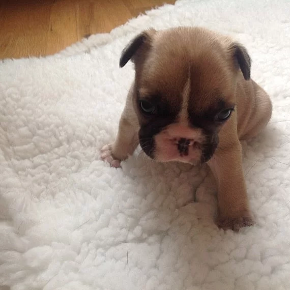 Francouzský buldoček - kříženci