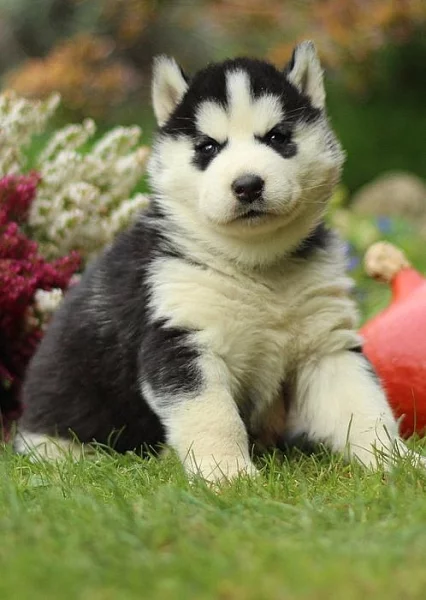 Štěňátko/fenka siberian husky s PP