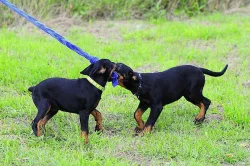 Beauceron s PP štěňátka
