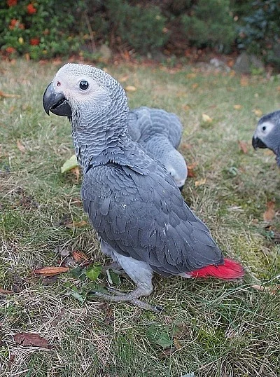 Žako kongo