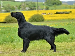 Flat coated retriever