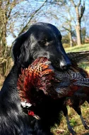 Flat coated retriever
