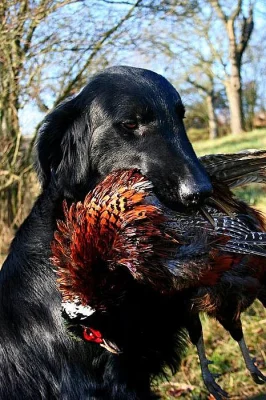 Flat coated retriever