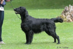 Flat coated retriever
