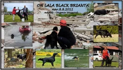 Flat coated retriever
