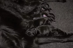 Flat coated retriever