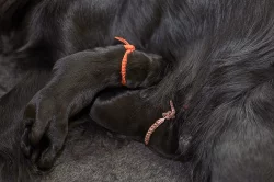 Flat coated retriever