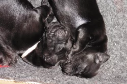 Flat coated retriever