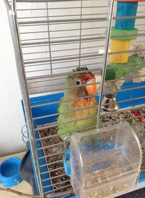 Agapornis (Fisherův x Růžohrdlý)