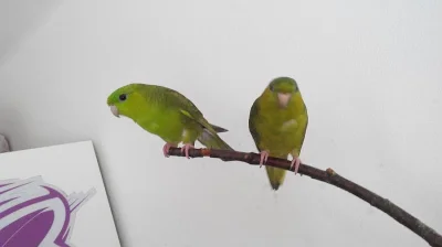 Aymary Pruhované + vybavení