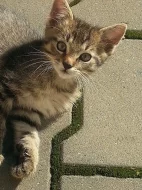 Daruji koťata 2 kocourky a 1 kočičku