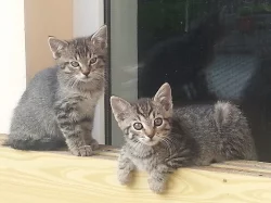 Daruji koťata 2 kocourky a 1 kočičku