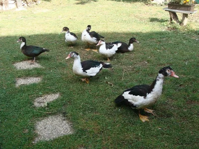 Kachny a kačery pižmové - husokachny z BIO chovu