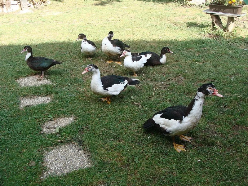 Kachny a kačery pižmové - husokachny z BIO chovu