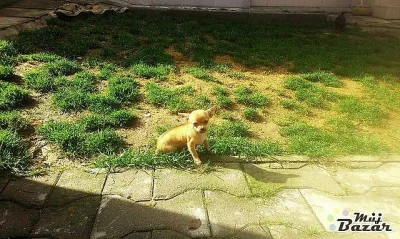 Čivaváček- mini krátkosrstý- Filípek