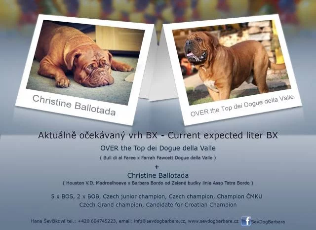 Bordeauxské Dogy s PP Štěňata Dogue de Bordeaux