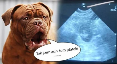 Bordeauxské Dogy s PP Štěňata Dogue de Bordeaux